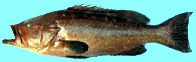 Mycteroperca rubra_006